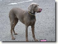 V pond�l� 8.5.2006 - Orl�k nad Vltavou - 2.v�marsk� oha�ka