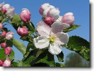 Jablo�ov� kv�t