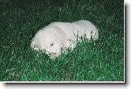 Po dolov�n� dobrot to pot�ebuje odpo�inek . . .