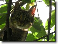 Tady m� nechyti�!