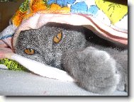 Britsk� modr� ko�ka