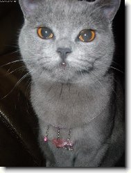 Krasavice s n�hrdeln�kem