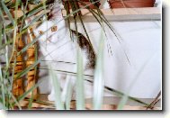 Na kv�tinov� st�n�