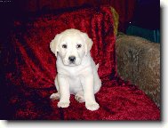 Tak to jsem j� Bessy