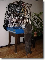 �tok na papou�ka