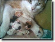 mamka s ko��tky,18. 05. 06 narozen�