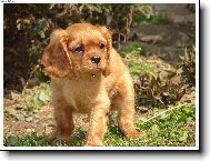 Kaval�rek