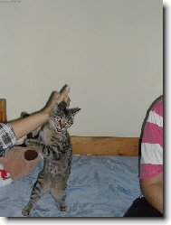 Tancuj�c� ko�ka