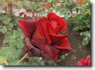 Fotosout�: R��e