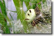 Odkvetl� pampeli�ka