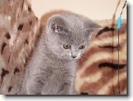 Na�e ko�i�ka ELLY