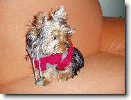 Jork��rka Amynka