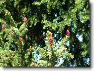 Kvetouc� jehli�nany