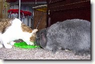 spole�n� pap�n�