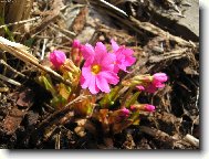 petrkl��-primule