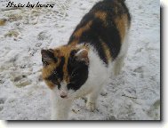 �i�inta u n�s ze st�je