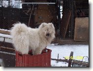Bakou� hornikem