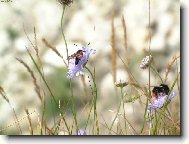 Louka pln� �ivota