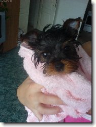 Bob��ek Spee��nek