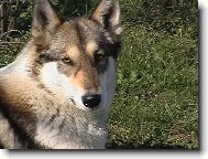 Beatrix od Katova m�stku