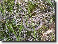 Slep�� p�i odpo�inku