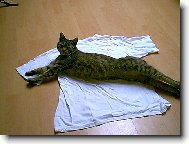 Zna�kov� tri�ko