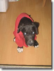 M�dn� p�ehl�dka v Pa��i