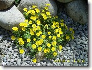 Mochna p�se�n�