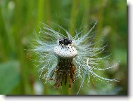 P��prava k odletu