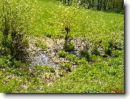 Vrby, tr�va a n�jak� voda