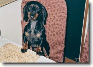 tak honem ve�e�i!