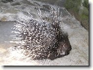 Dikobraz ve st�ehu