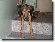 Bobinka - k��enec