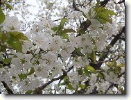 �istota t�e��ov�ch kv�t�