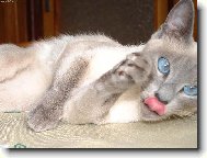 Zrcadlo, kdo je v zemi zdej�� ze v�ech ko�ek nejkr�sn�j��....?P�ece ty, Sn�hurko!!!