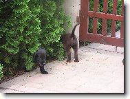 �ern� nebo hn�d� ??