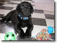 Arny - �kol�k prvn� t��dy