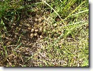 p�ekvapen� v tr�v�