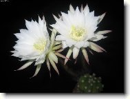 Toto je jeden z m�ch p�stovan�ch kaktus� :-)