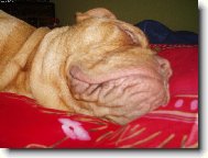 Samira Bordeauxsk� doga