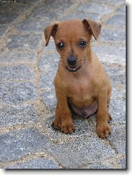 mali�k� model Ted�sek