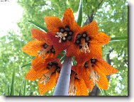 Fritillaria imperialis - �eb��k kr�lovsk�
