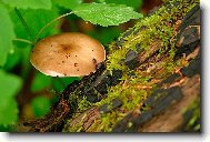 Pra�ivka na pa�ezu