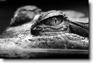 Tv��� v tv�� smrti