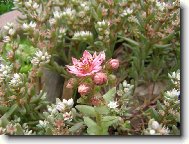 je�t� jednou net�esk