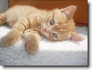 N�n� mal� Orianna