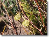 Vrba j�va - ko�i�ka a v�ela