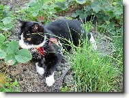 Mike� mezi jahodami