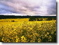 Za v�tru p�ed bou�kou