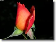 R��i�ka vo�av�